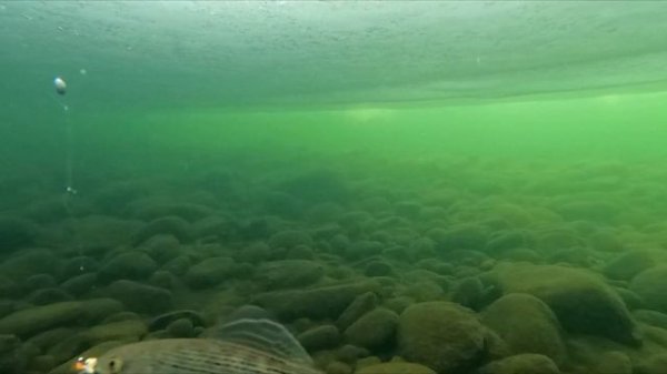 Рыбалка на Чаре. Часть 2