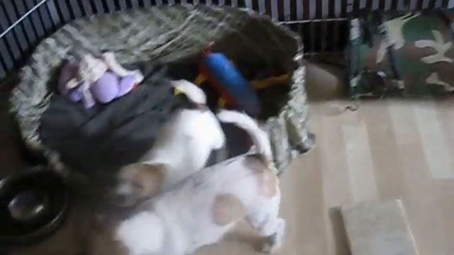 Джек рассел терьер.Щенки.апрель 2016 052 смотреть онлайн