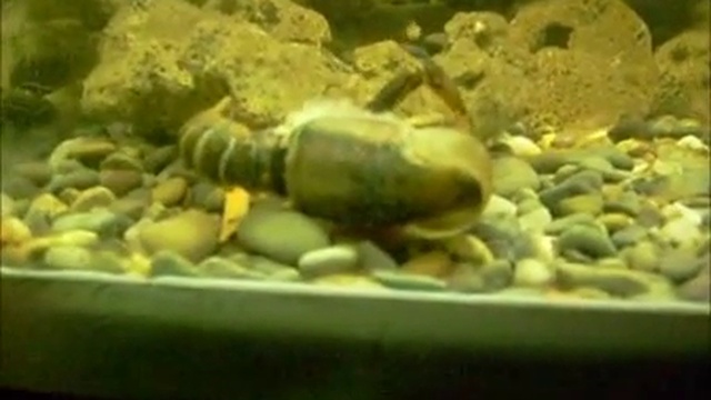 Линька рака