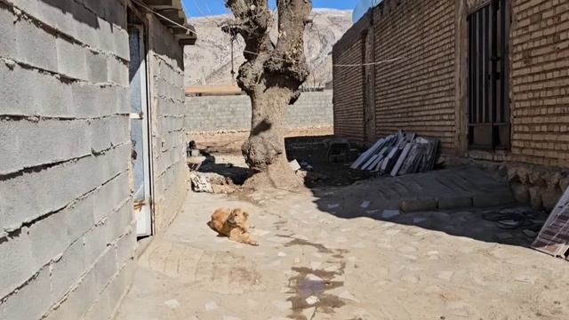 "Monks of love: the impressive adventures of a kind man in search of Fatima" смотреть онлайн