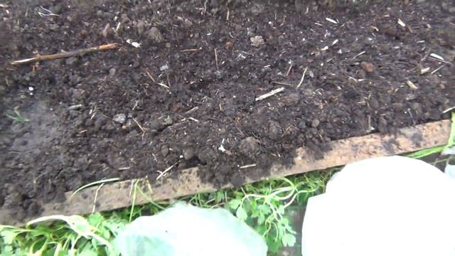 Сажаем лук Эксибишен на грядку. смотреть онлайн