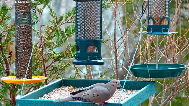 🔴LIVE Cozy Morning Garden Birds: Cardinals, Snowbirds, Woodpeckers and more! смотреть онлайн