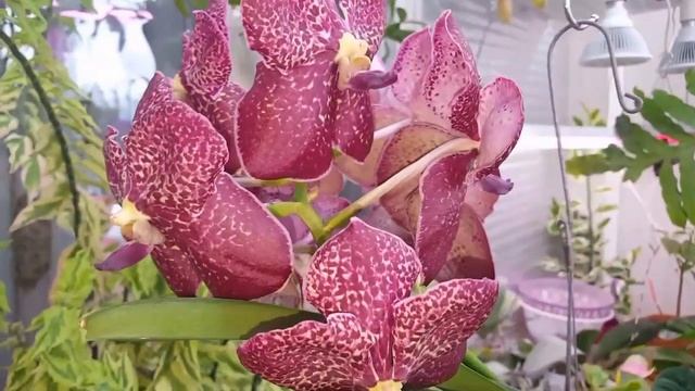 Орхидеи летом НЕ ЦВЕТУТ ..жарко нам!.. смотреть онлайн