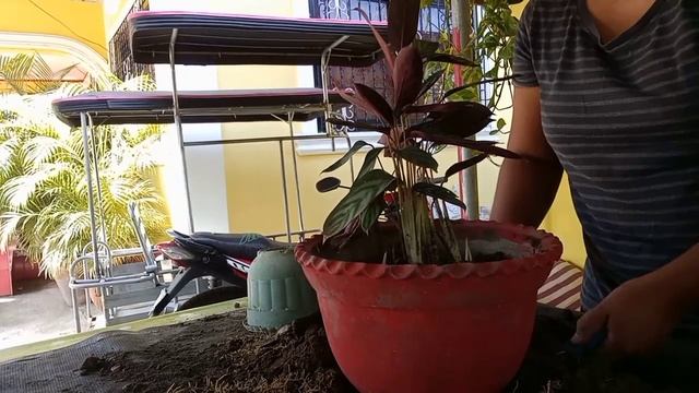 Ctenanthe Setosa | Repotting and Propagating My Calathea Setosa смотреть онлайн