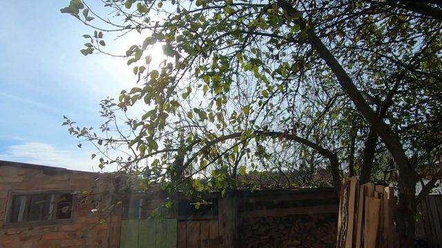 Вырастил Комнатные Берёзки | День 31-90 смотреть онлайн