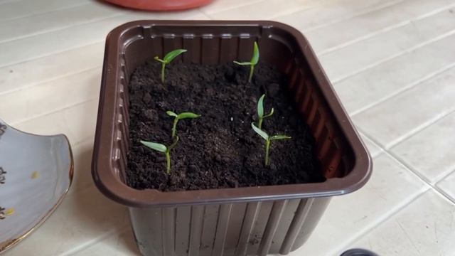 Всего 2 капли и рассада будет здоровая и крепкая, проверенно более 10 лет смотреть онлайн