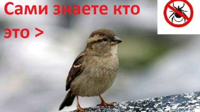 Кто ест клещей? Естественные враги клещей которых мы не замечаем рядом... смотреть онлайн