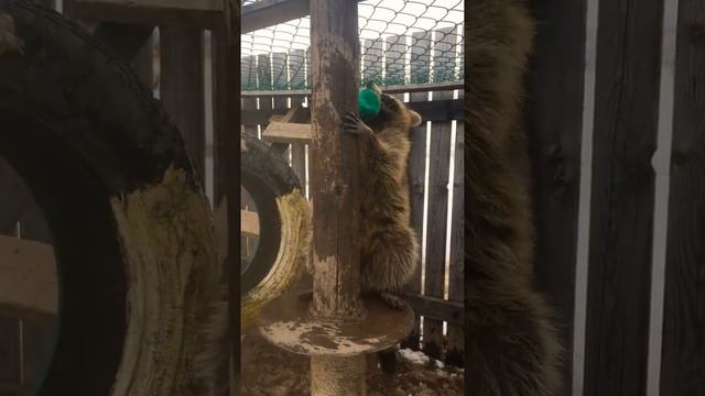 Енот полоскун! Живёт в деревне на природе! Вольер! Приколы про енотов! Егоша проказник! смотреть онлайн