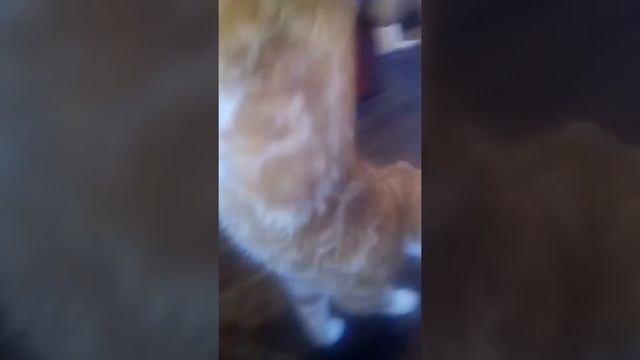 Мой кот умеет ходить на передних лапах смотреть онлайн
