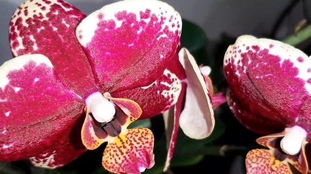 ? Phalaenopsis STREETWISE. Орхидея STREETWISE. #PhalaenopsisSTREETWISE смотреть онлайн