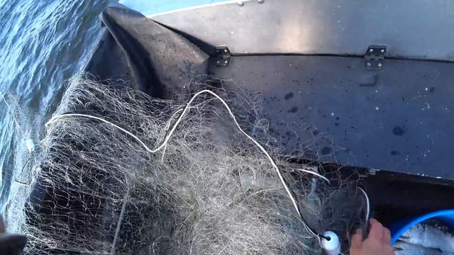 БРАКОНЬЕРЫ??? Рыбалка на сига сетями. Fishing. смотреть онлайн