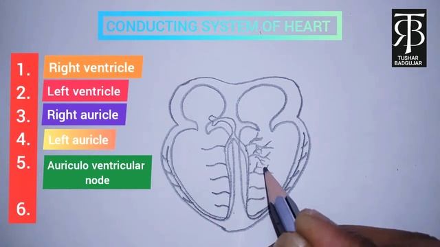 How To Draw CONDUCTING SYSTEM OF HEART Step By Step For Beginners 100% смотреть онлайн