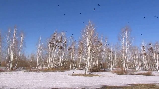 Грачи прилетели смотреть онлайн