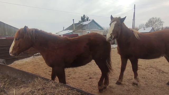 Давно приметил, Луна влияет на лошадей. смотреть онлайн