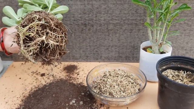 GROW ADENIUM PLANTS WITHOUT SOIL WITH RESULT/BEST ADENIUM SOIL FOR NEW ADENIUM PLANTS LOVER