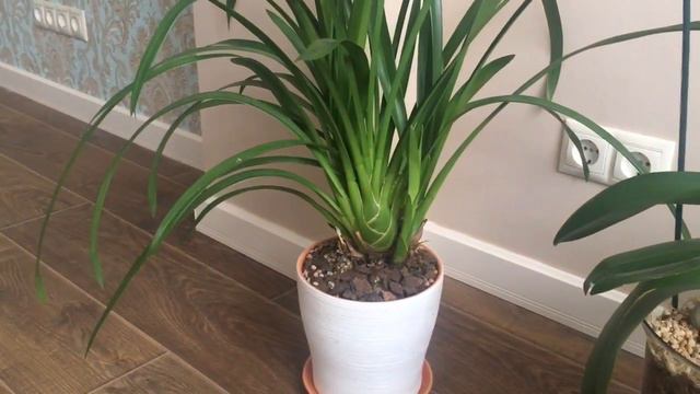 Мои новые приобретения Солид Голд и Серфонг.😃😃😃 смотреть онлайн