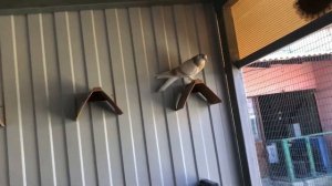 Николаевские голуби Строителева Олега Петровича, ч1