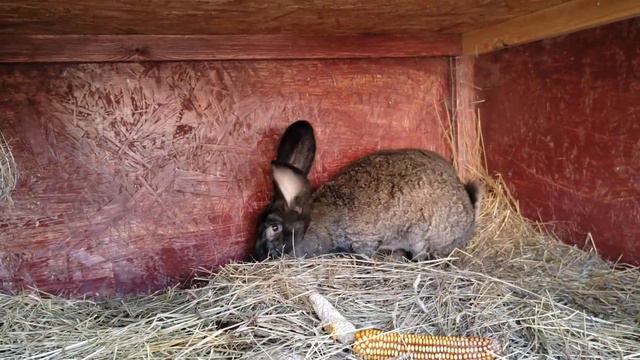 @ бильгийский фландр смотреть онлайн