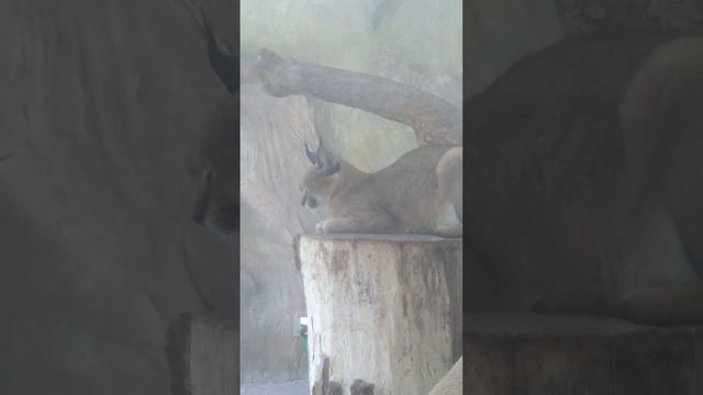 каракал смотреть онлайн