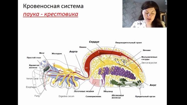 Кровеносная система Паукообразных на примере паука - крестовика смотреть онлайн