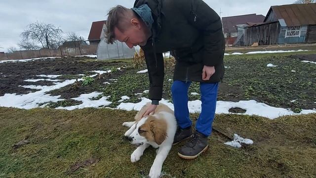 Московская сторожевая. Сторожевая собака. Шелдону 4 месяца. Жизнь в деревне. смотреть онлайн