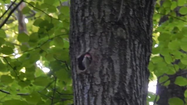 Дупло, в котором гнездятся дятлы.