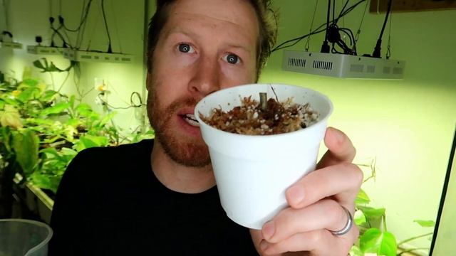 How to Propagate Wet Sticks - Monstera / Philodendron Node Propagation смотреть онлайн