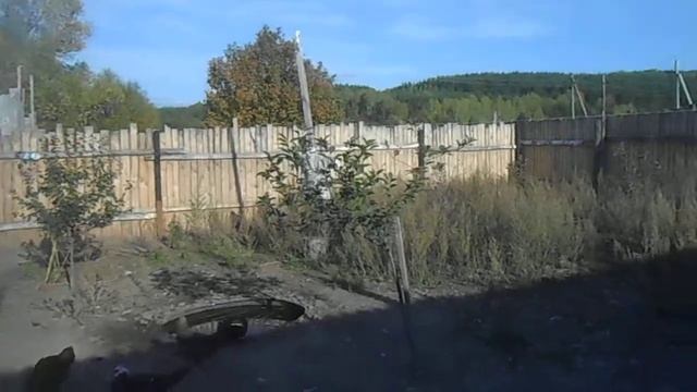 Про защиту домашней птицы (кур, уток )от коршунов . дешево и своими руками. смотреть онлайн