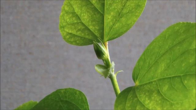 Флоридские сортовые гибискусы цветение. Что делать если гибискус не цветет смотреть онлайн