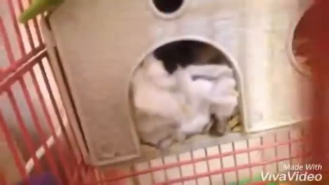 Рум тур по домику хомяка смотреть онлайн