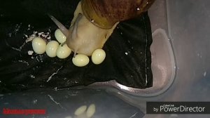 |УЛИТКА АРХАХАТИНА МАРГИНАТА ВАР ОВУМ ОТКЛАДЫВАЕТ ЯЙЦА|МАЛЕНЬКИЕ УЛИТЯТА|