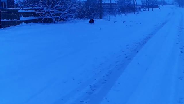 Доберман в замедленной съёмке. смотреть онлайн