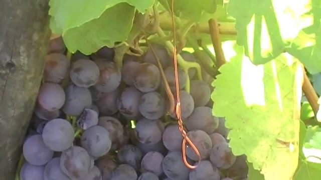 сорт винограда Агат Донской смотреть онлайн