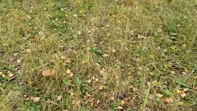 Огромные грибы , просто монстры , рвут корзины ! смотреть онлайн