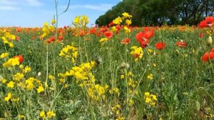 Маки. Цветущие поля. /Beautiful Poppies/