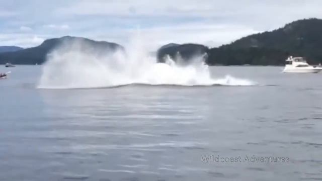 Прыгающие киты. Jumping Whales #interestingfacts #chistostrana