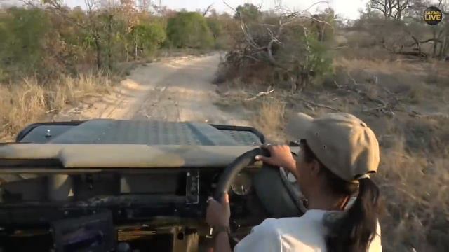 safariLIVE - Sunset Safari - September 22, 2019 смотреть онлайн