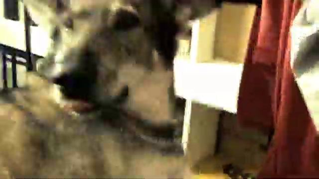 Volbeat - Evelyn   (wolfdogs)