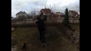 Самый легкий способ черенкования ивы Мацудана и Хакуро-Нишики.