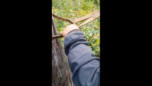Сбор дикого бортевого меда.Бурзянский район.Заповедник «Шульган-Таш» смотреть онлайн