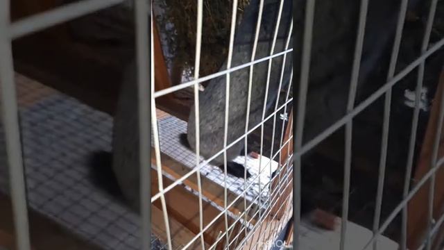 Содержание кроликов мясных пород. Виды полов для содержания кроликов. Кокцидиоз у кроликов смотреть онлайн