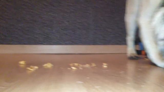 Pug and Waffle Мопс и вафля смотреть онлайн