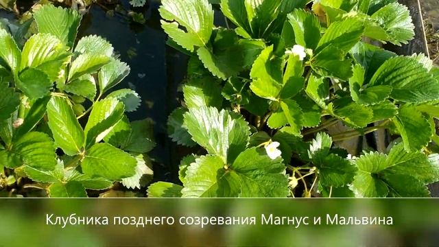 Последствия после ливневых дождей... смотреть онлайн