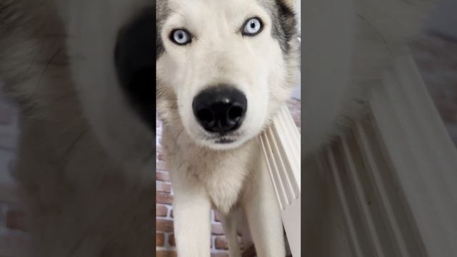 Утро у волка Гулдана и Демона начинается не с кофе. смотреть онлайн