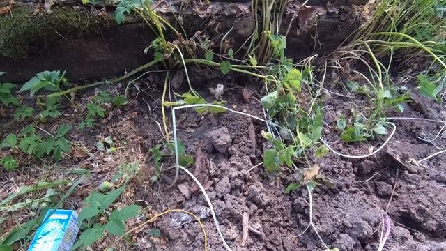 Уничтожение землероек и кротов на участке//Деревенский дневник смотреть онлайн
