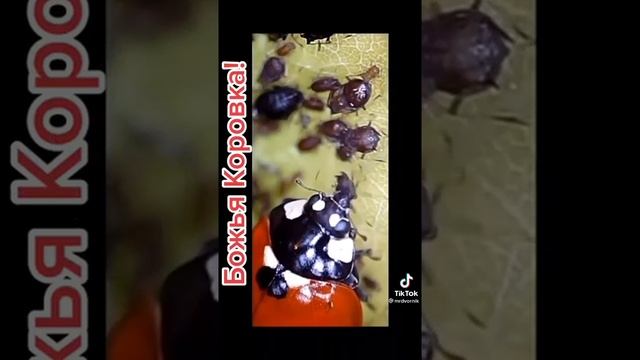 Интересные факты о божьей коробке. Божья коровка!!!???? смотреть онлайн