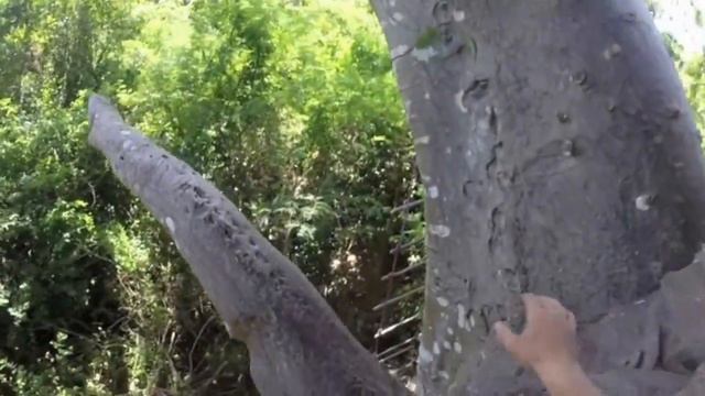 Tree House In A Baobab Tree Overlooking The Indian Ocean