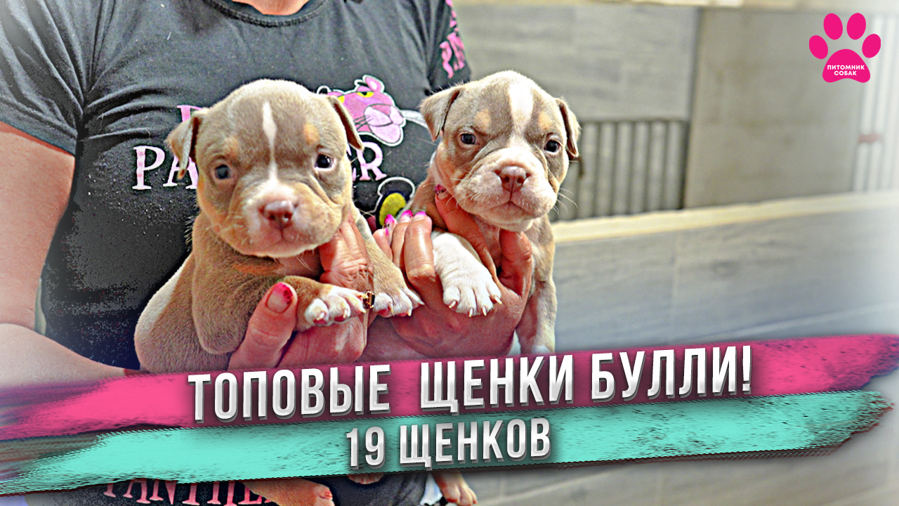 Долгожданные первые щенки Цезаря! Обзор всех щенков Милли и Цезарь. 1 месяц. смотреть онлайн