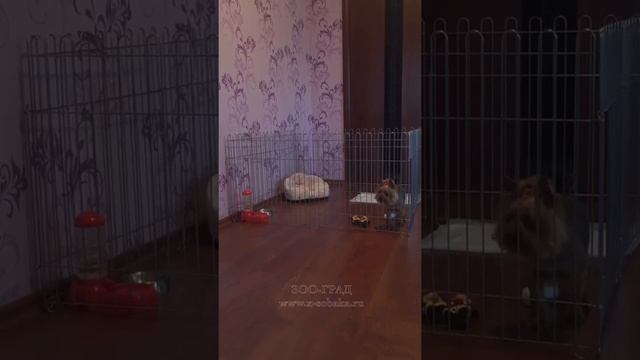 Вольер для Йорка смотреть онлайн