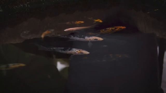 Звуки водоёма с рыбами для сна, медитации и релаксации смотреть онлайн